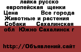 лайка русско-европейская (щенки) › Цена ­ 5 000 - Все города Животные и растения » Собаки   . Сахалинская обл.,Южно-Сахалинск г.